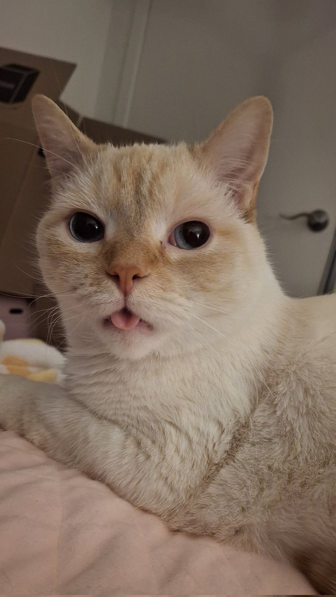 babydogfanclub's tweet image. my usual nicknames for baby dog are 
-puppy
-mr. love 
-mr. happy 
-mr. silly 
-mr. handsome 
-sweetie 
-sweetie peepee