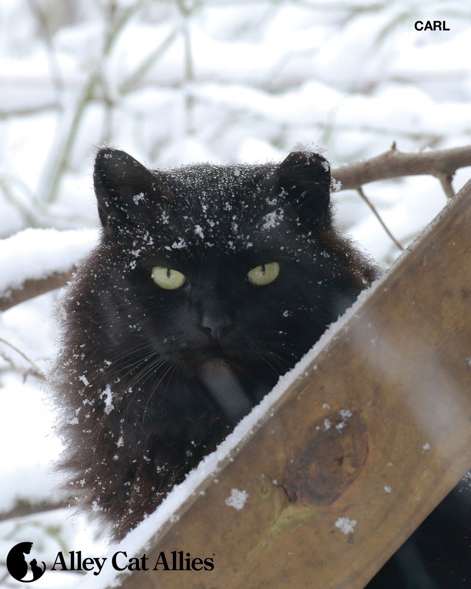 It's getting chilly out there! ❄️

Community cats know how to find warmth in their outdoor homes, but there are always steps you can take to lend them a helping hand. Get cold weather tips for community cats at your fingertips: alleycat.org/WinterTips

Remember: DO NOT bring