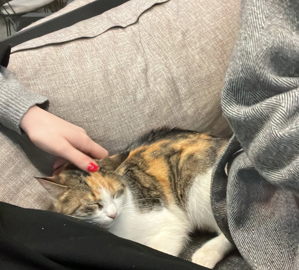 medcde kendini sevdiren kedi var gelen gelsin