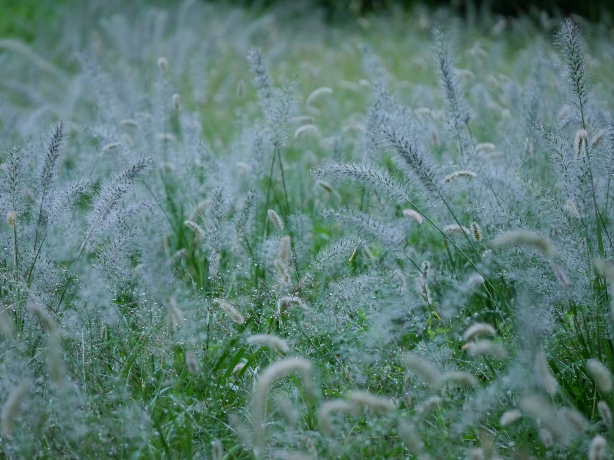 𝗌𝖺𝗄𝗎 tweet media