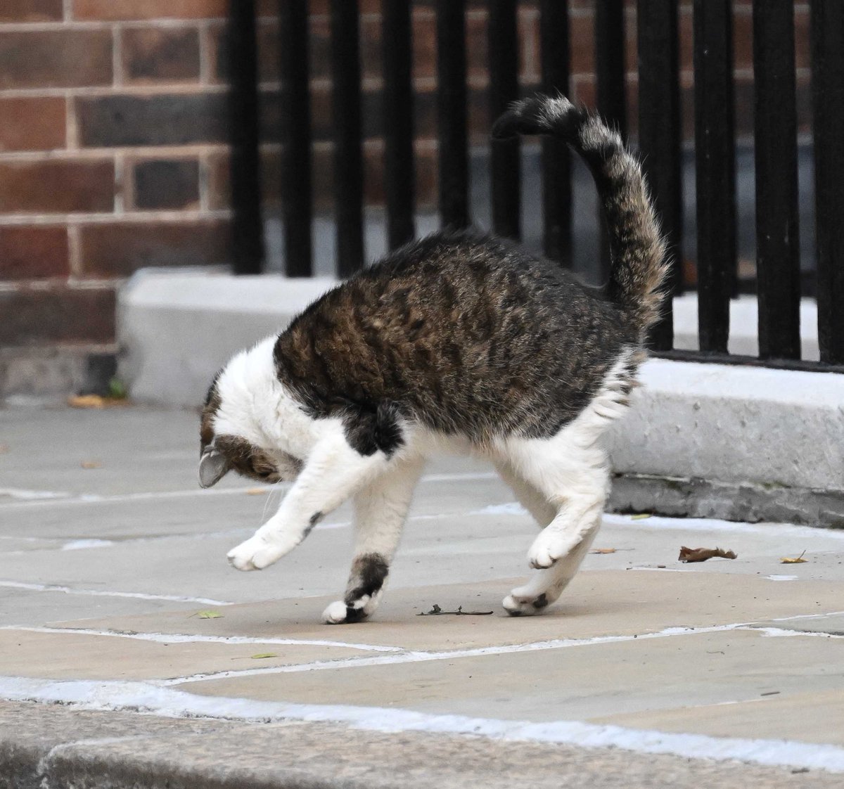 Dear Larry <a href="/Number10cat/">Larry the Cat</a> acting like a spring chicken !! chasing leafs in the wind amazing for his age. Such a good boy.