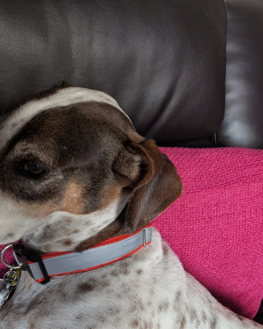 Gabecohandmade's tweet image. Drop a 🐶 in the comments if your pup’s been extra good this year… or maybe a naughty little woof! 😜

#SantaPaws #DogLovers #HolidayPups #FurryFriends #GiftForDogs