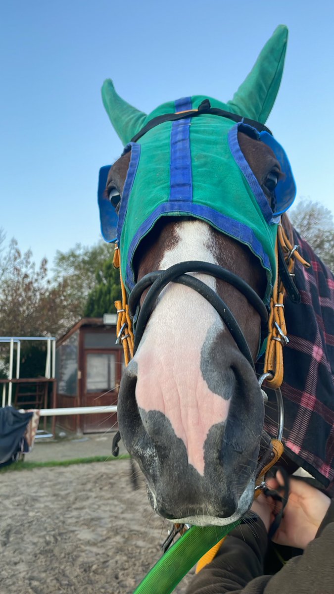 Szercelk's tweet image. Şaşkın 🐴