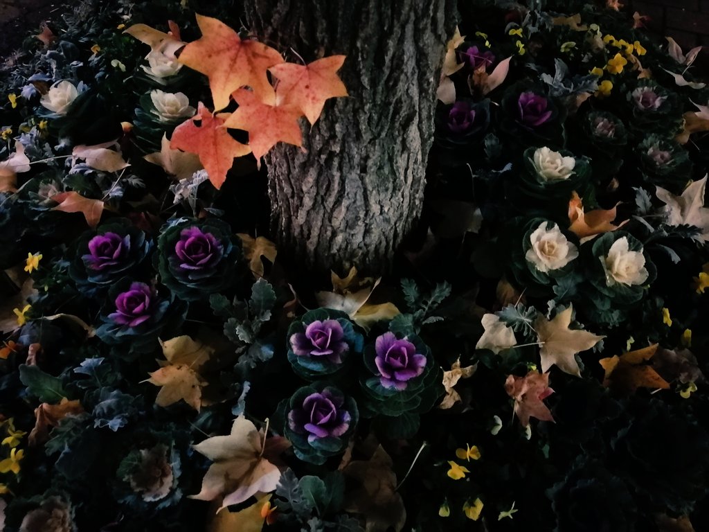 衣替えしたし冬の布団準備したけどまだそこまで寒くないな