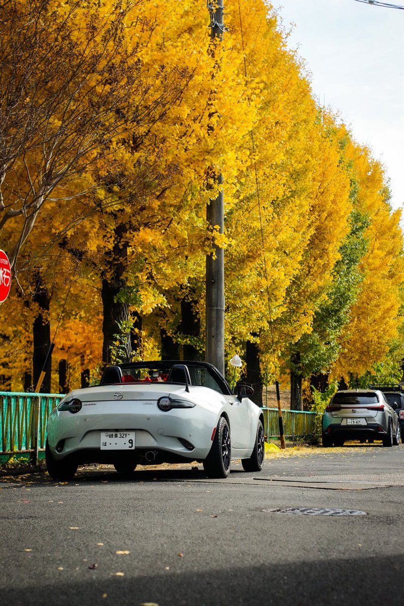 yu9_mx5's tweet photo. 綺麗なイチョ��🍂
#ロードスター 
#ロードスター乗りと繋がろう2025秋 https://t.co/lhFQCKE6Is