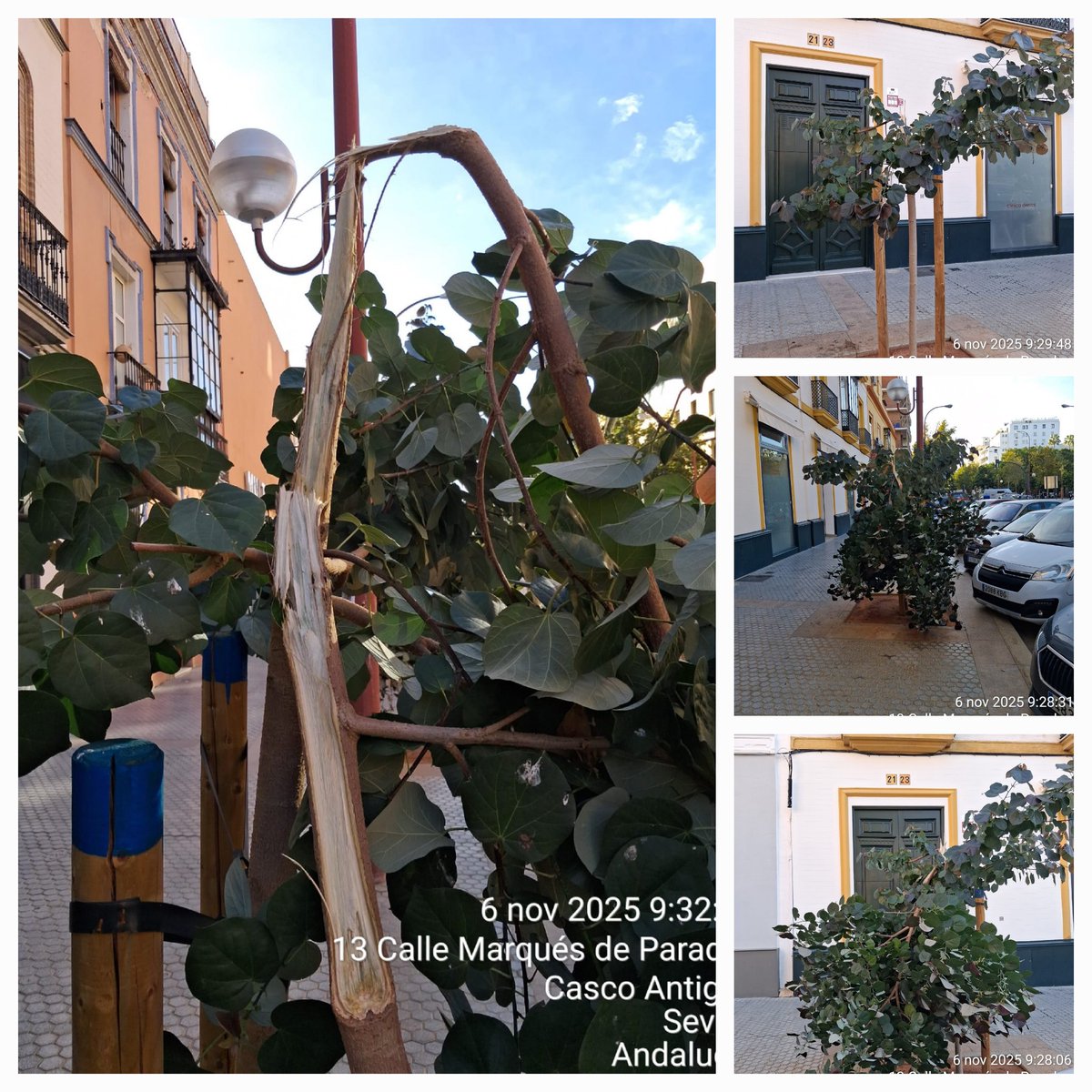 Los tuvimos que retirar el pasado 6 de noviembre tras encontrarlos así 📸⬇️. 

Serán repuestos en esta campaña 25/26.

Saludos