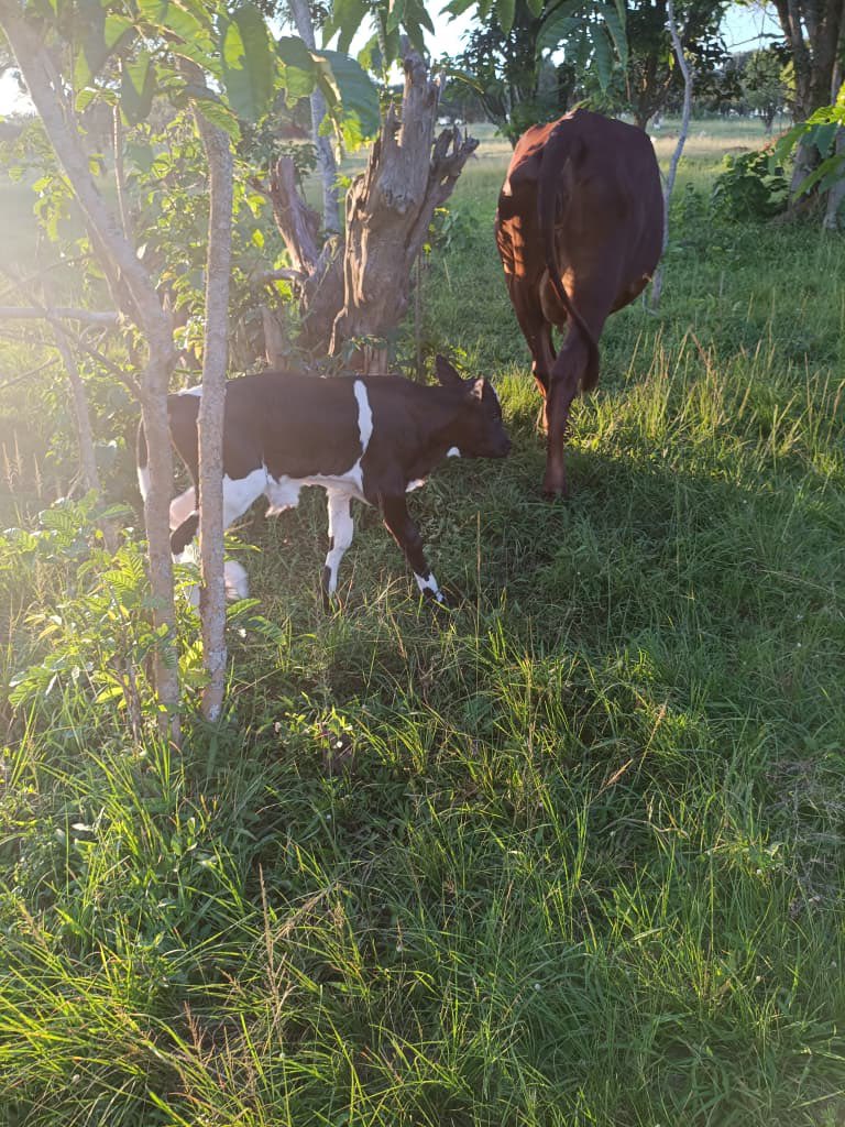 Novine_Farm's tweet photo. Not all evenings were created equal.

Some end with an additional calf on the farm. 
Happy for Siina 

#RaisedByCows https://t.co/rm1LBiUlNL