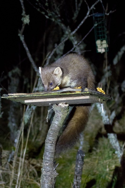 [🔗](api.tinyfox.dev/hourly/pinemar…)