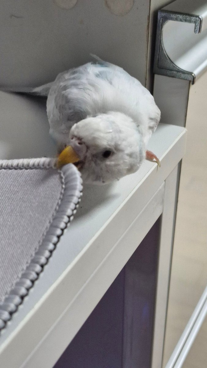 아니근데 내 동생은 같은 새를 찍어도 족고미 커엽을 찍는데 난 왜