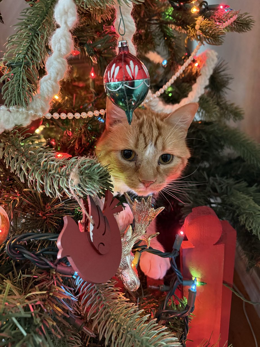 MalloryTaylor_'s tweet photo. -1 for being in the tree, +2 for being a cute lil guy https://t.co/2635AOpuIA
