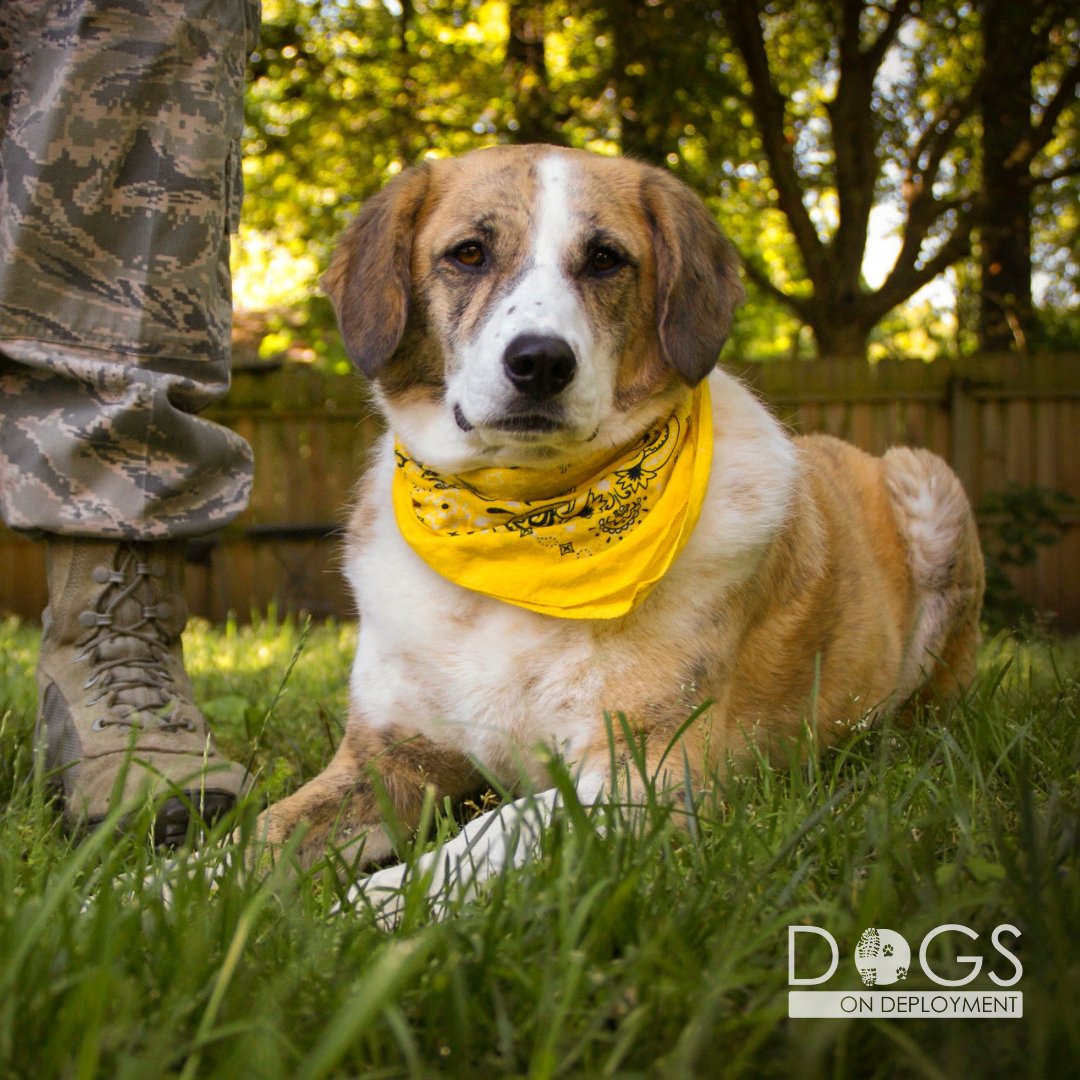 Dogs on Deployment tweet media