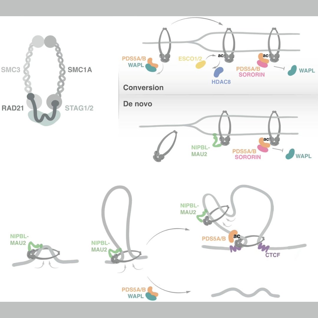 GenesDev's tweet image. 🌟G&amp;amp;D SPOTLIGHT 🌟

REVIEW: Cohesin in 3D: development, differentiation, and disease
By Maria Solé-Ferran and Ana Losada
➡️ genesdev.cshlp.org/content/39/11-… 

#cohesin #chromatin #chromosome #development #cohesinopathy