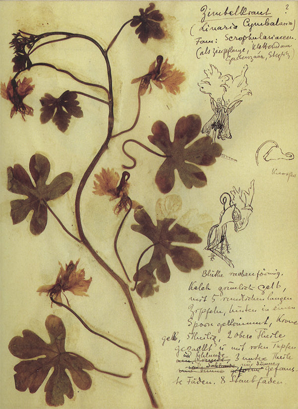 Herbario de Rosa Luxemburg (1871-1919)

Escritora, pensadora y pacifista. Una de las grandes mentes revolucionarias del siglo XX.