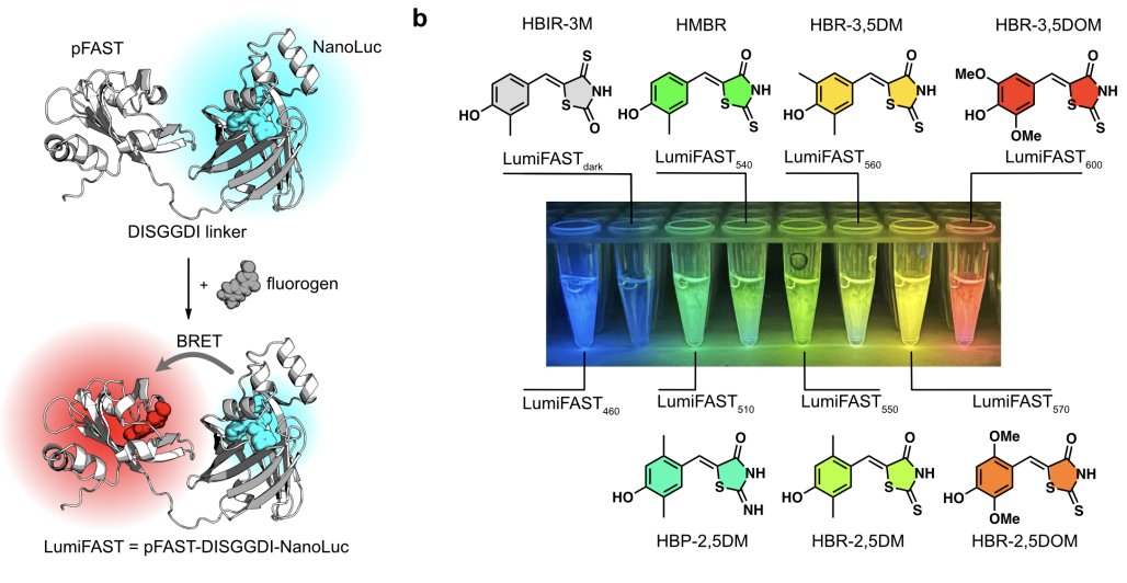 "LumiFAST, a red-shifted luciferase engineered by fusing the small NanoLuc with the 14 kDa fluorescent reporter pFAST.  Through optimization of the fusion topology and linker length, we have developed an enhanced variant, which achieves apparent BRET efficiencies up to 90 %."