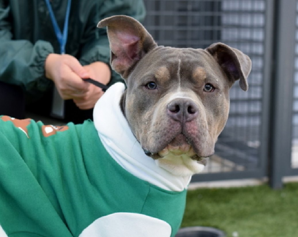 NMBewitched's tweet image. Jelly would like to lodge a complaint 

Dressed up like a turkey for #Thanksgiving🦃
While his brother, Bean gets a photo shoot &amp;amp; a cool hoodie 

We tried to explain he is the center piece in any Thanksgiving dinner, therefore the most important part but our boy is vegan &amp;amp;…