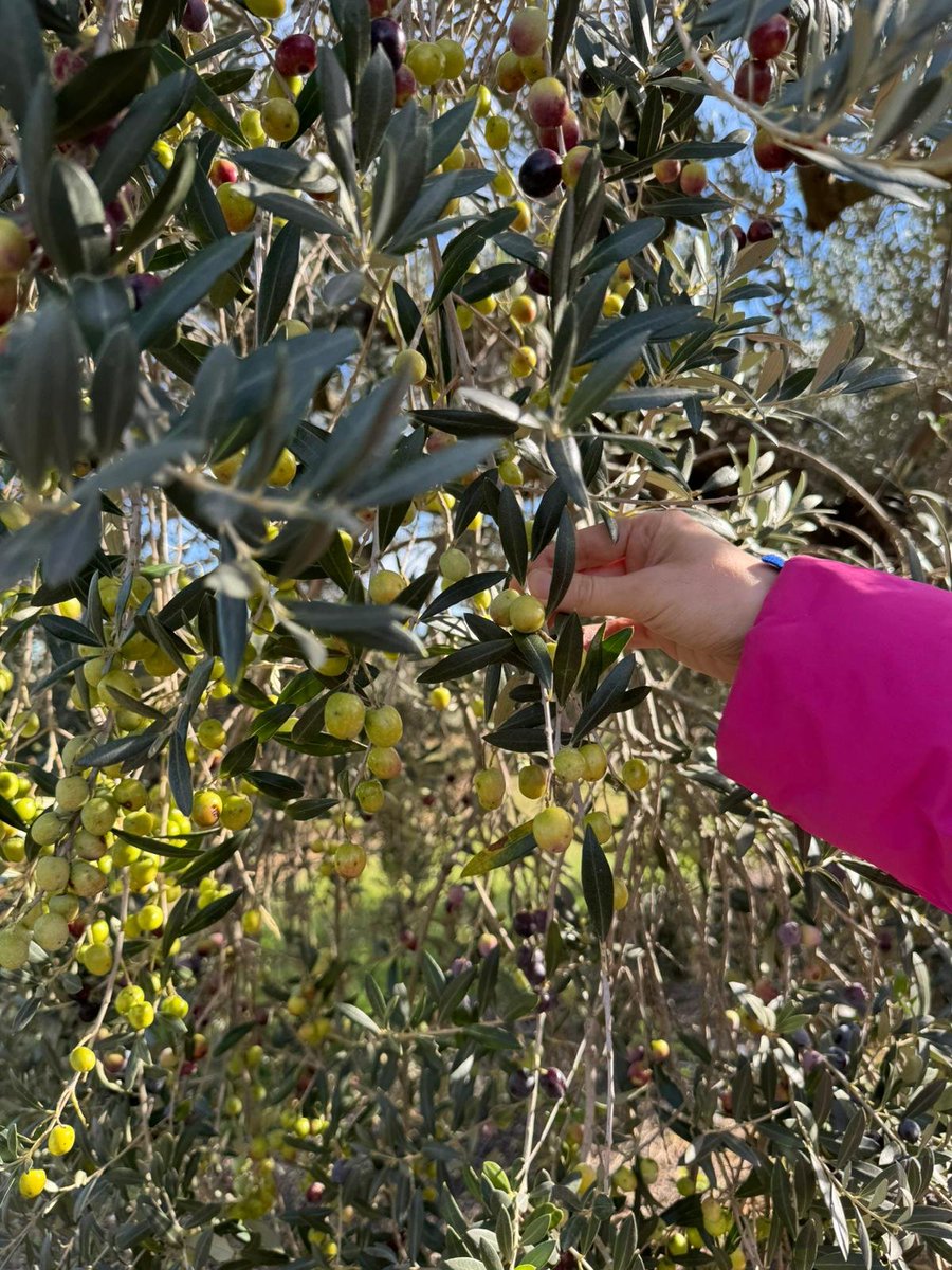 🔵Visita <a href="/irtacat/">IRTA</a> Mas Bové🔬

Aprendimos el proceso de elaboración del aceite, recorrimos las plantaciones de olivos y descubrimos las particularidades de diferentes variedades como arbequina.🫒

Gracias Agustín Romero y Antonia Ninot por compartir su conocimiento y experiencia.