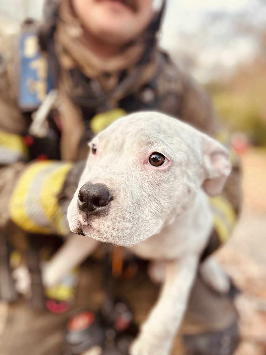 WBTV_News's tweet image. A puppy was rescued from a burning house in northeast Charlotte on Tuesday morning. 💛

Story here: bitl.to/5MiI