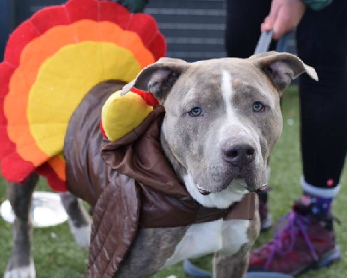 NMBewitched's tweet image. Jelly would like to lodge a complaint 

Dressed up like a turkey for #Thanksgiving🦃
While his brother, Bean gets a photo shoot &amp;amp; a cool hoodie 

We tried to explain he is the center piece in any Thanksgiving dinner, therefore the most important part but our boy is vegan &amp;amp;…