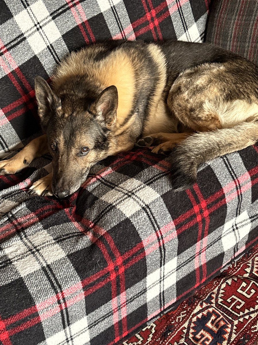 K9_Khan_retired's tweet image. Switched it up today #plaid