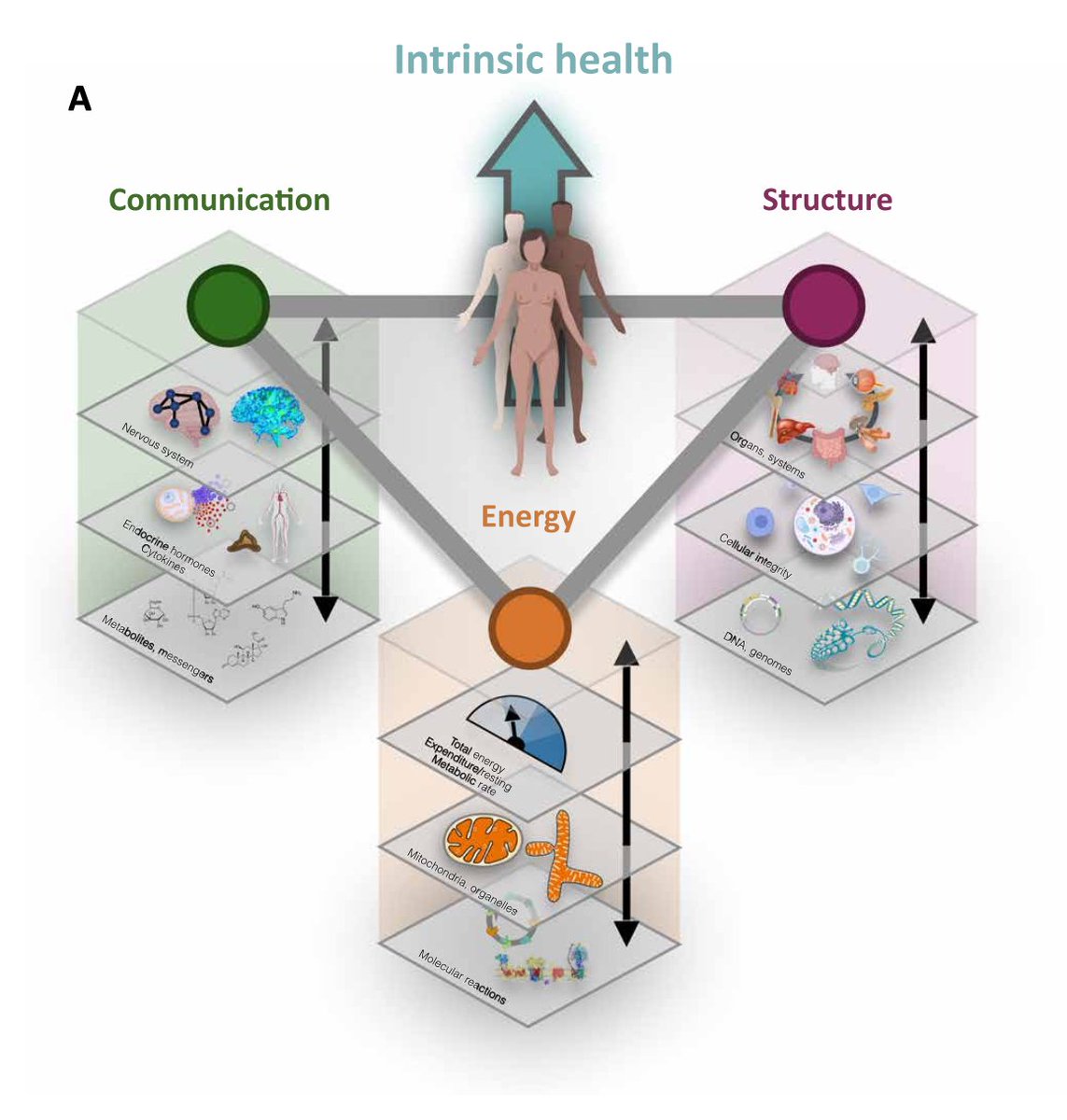 MitoPsychoBio's tweet image. Next week on the ENERGY Space series we discuss the concept of Intrinsic Health.

Joining us for the discussion is my friend and colleague Alan Cohen from the Science of Health program at Columbia @cusciofhealth 

Intrinsic Health is a new way of thinking about health: not as a…