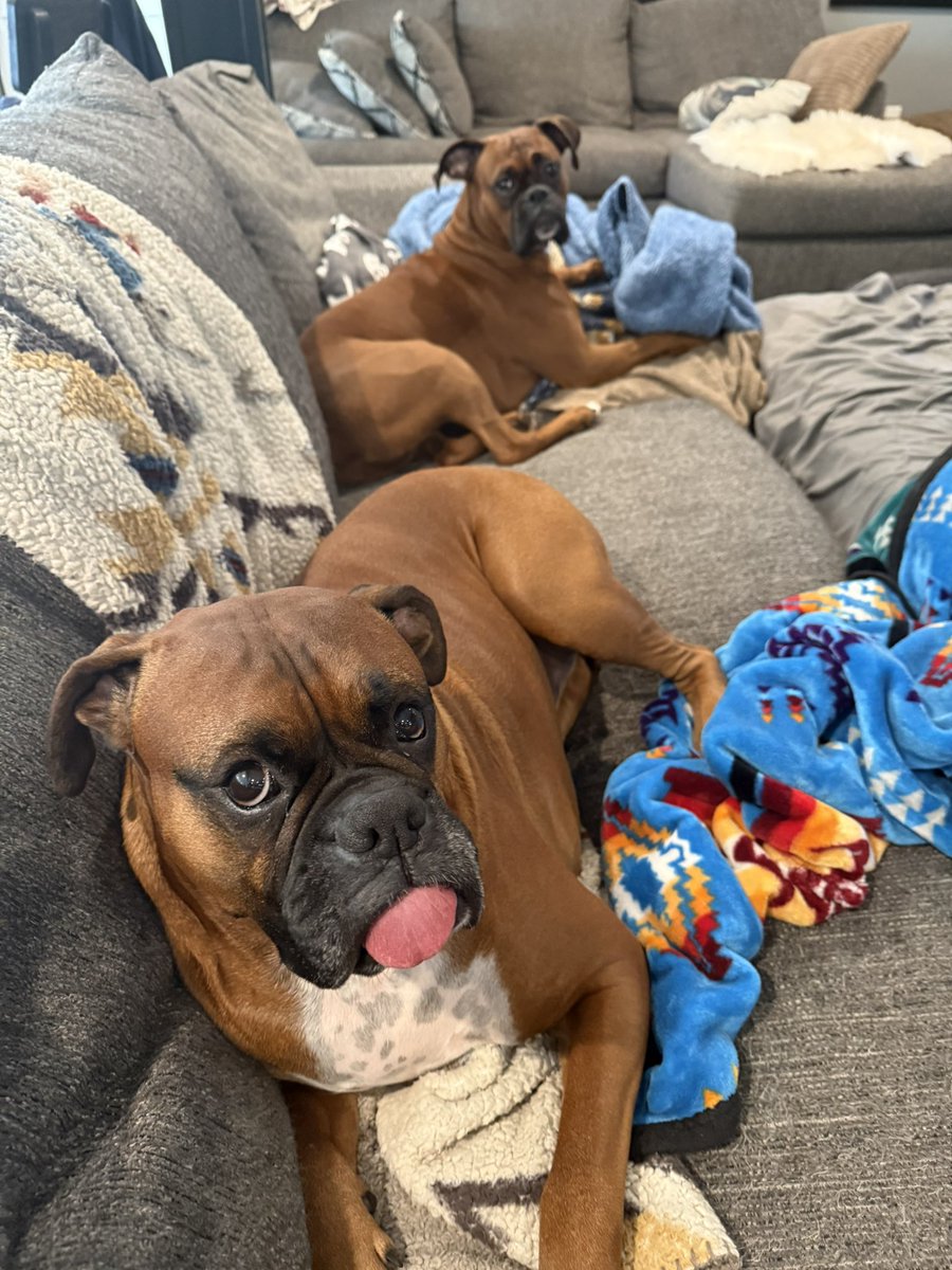 inntothenight's tweet image. TOT from Zeus and a judgy look from Luna. 

#boxerpuppy #boxerdogs #boxerlife 
#boxerlovers #boxersrock #boxersoftwitter #boxerdogsoftwitter #dogsoftwitter #dogsofx