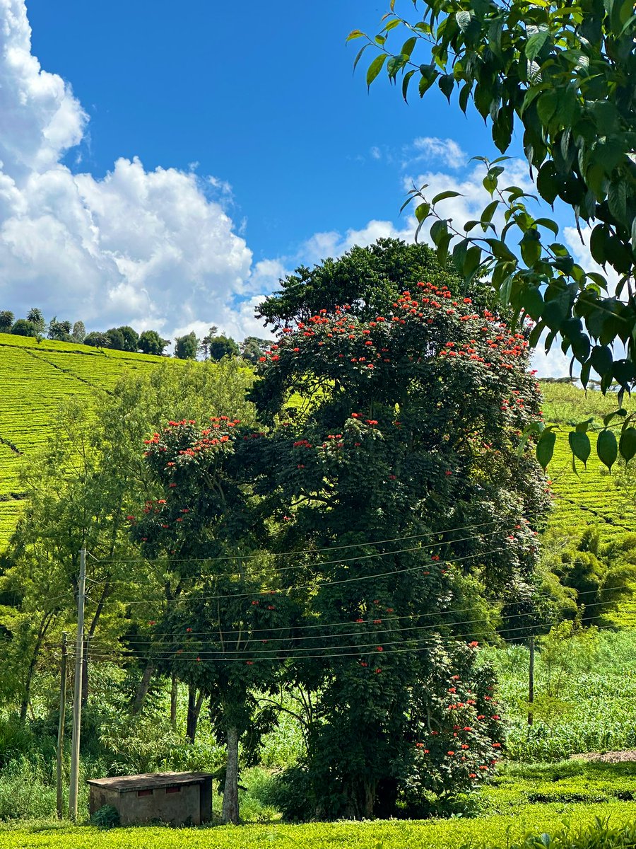 waithera_jk's tweet image. today i walked 7km and had plaintain &amp;amp; kienyeji chicken at Ha Njeri ☘️♥️