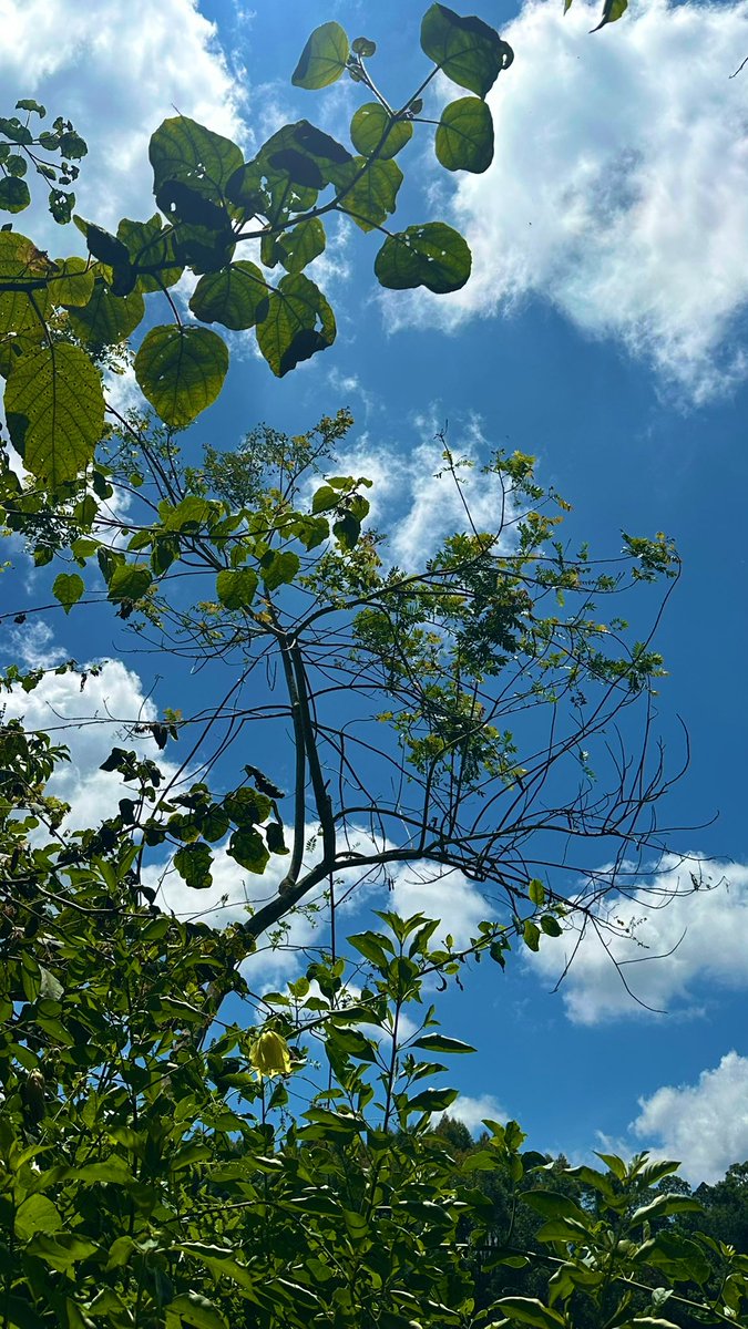 waithera_jk's tweet image. today i walked 7km and had plaintain &amp;amp; kienyeji chicken at Ha Njeri ☘️♥️