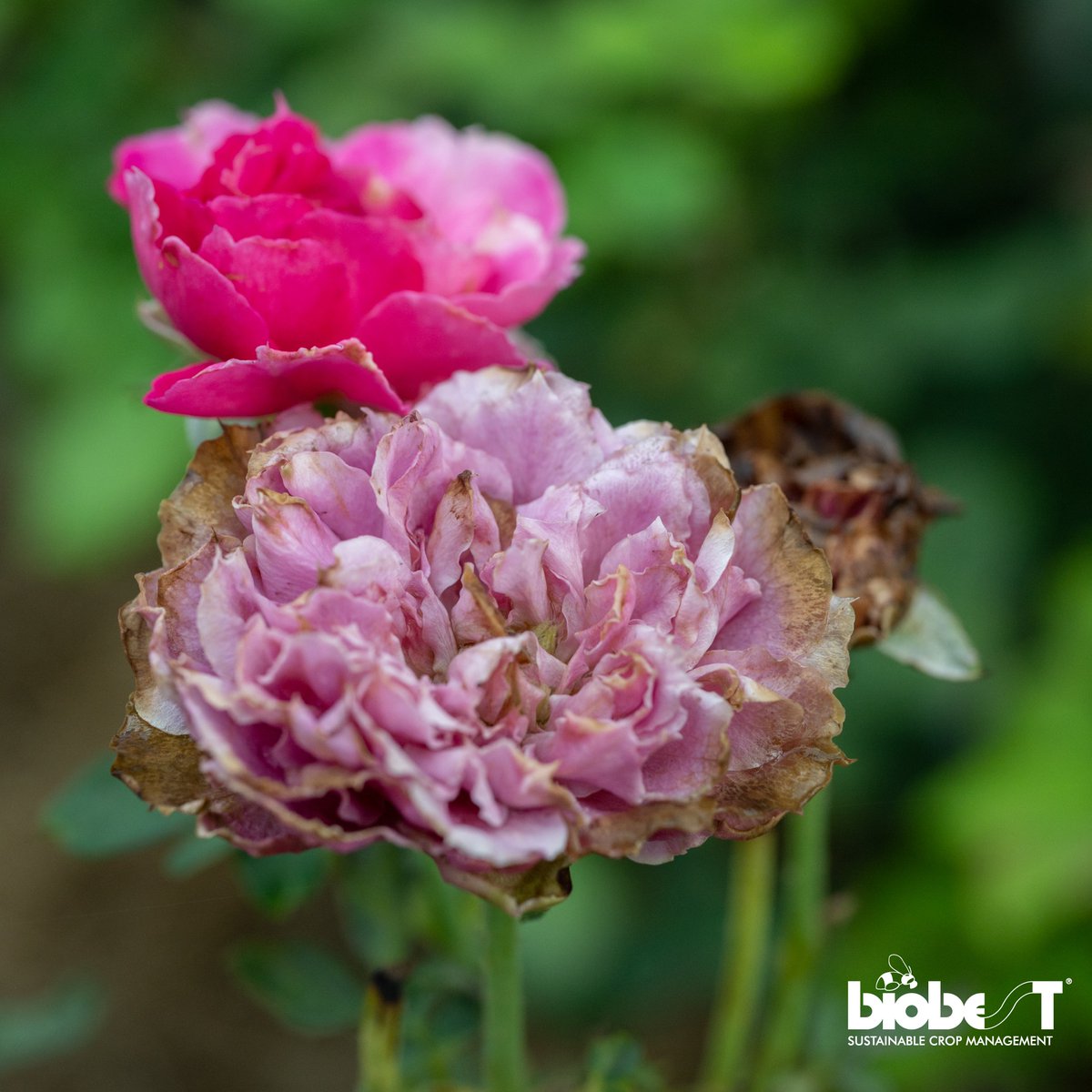 ProductsPlant's tweet image. Spot fuzzy grey mould? 👀 That’s likely Botrytis—caused by humidity, moisture, or poor airflow. Ask your Plant Products rep for targeted solutions!

#diseasecontrol #greymould #fungicides #healthy #growth #PlantProducts