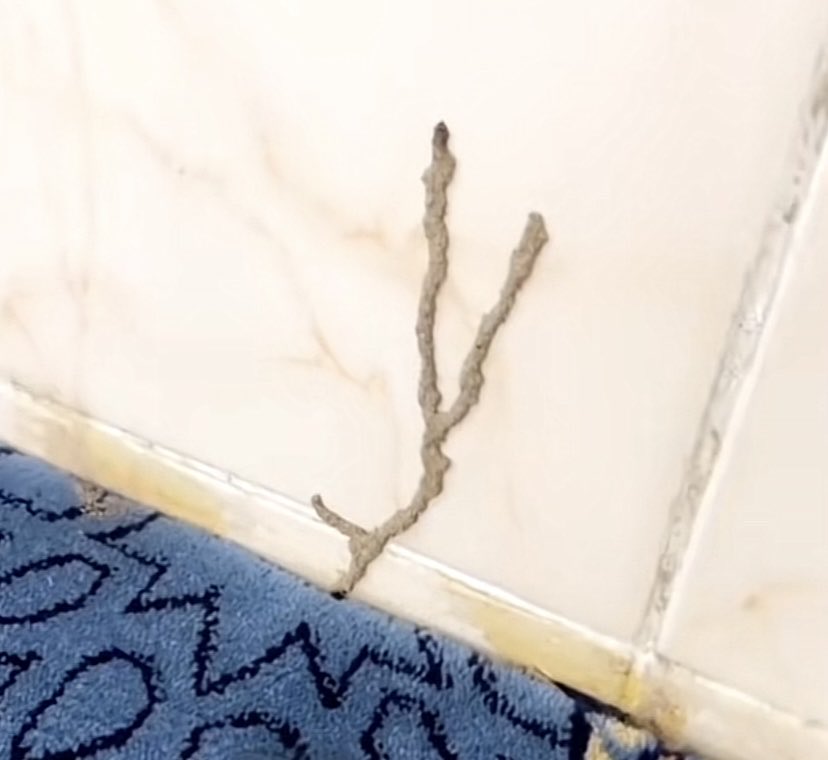 فال خير tweet media