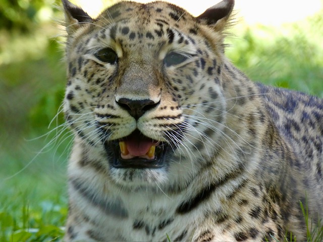 marylandzoo's tweet image. We had some really impressive photos this month, but these are the snaps you loved the most!

December is our annual Photo of the Year contest, but you can still enter your favorite Zoo pic for the January contest: bit.ly/4oVvUgp ❄️