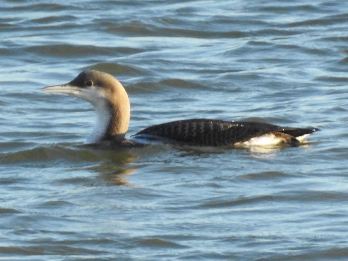 BakerBoySOG's tweet image. Super dooper house tick this afternoon, entirely thanks to David Curle who alerted locals to a Black-throated Diver on the Crouch by Blue House Farm.
A quick scan from upstairs and boom, there it was 😊
Photo by David from BHF.
Terrible video by me from indoors!