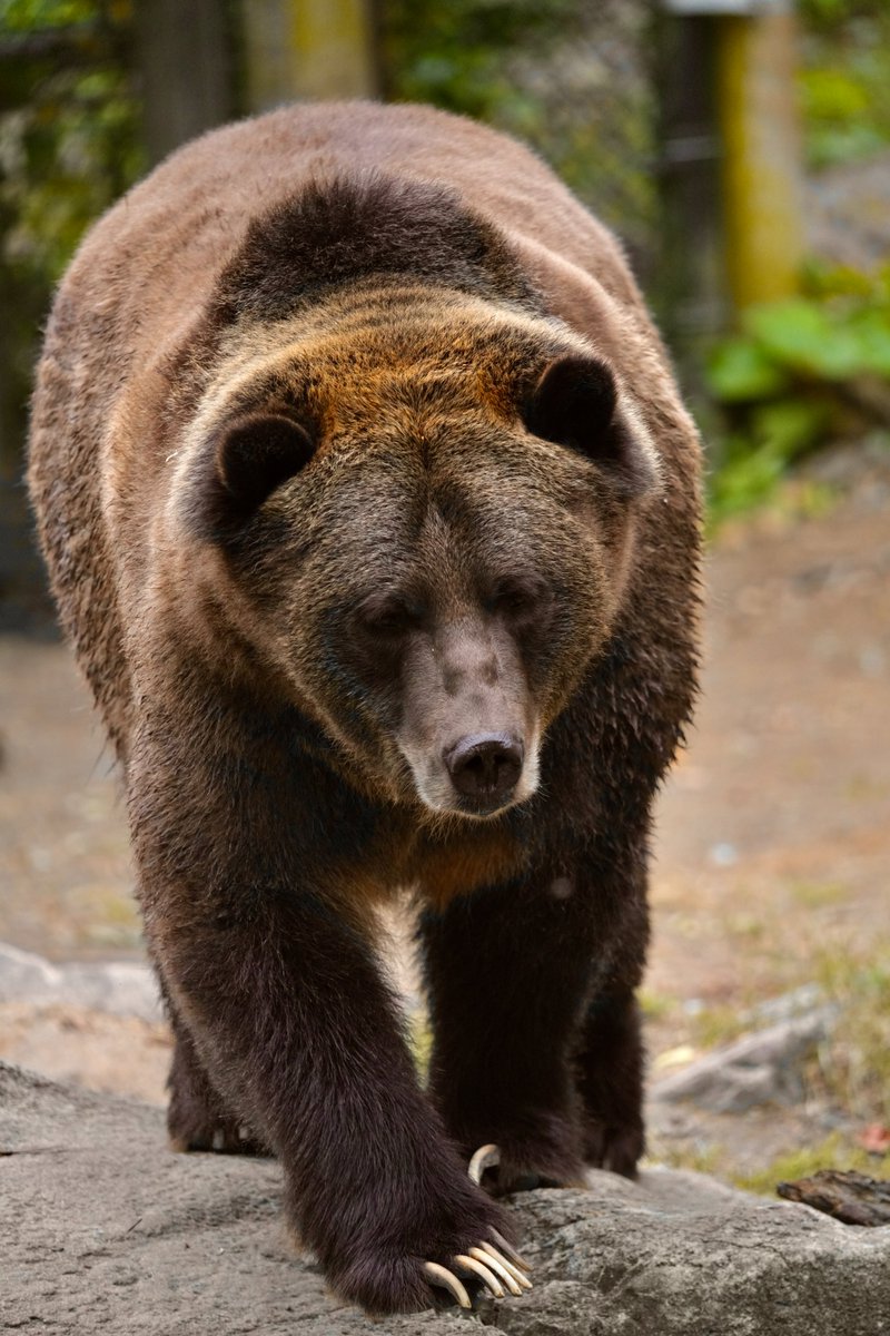 marylandzoo's tweet image. We had some really impressive photos this month, but these are the snaps you loved the most!

December is our annual Photo of the Year contest, but you can still enter your favorite Zoo pic for the January contest: bit.ly/4oVvUgp ❄️