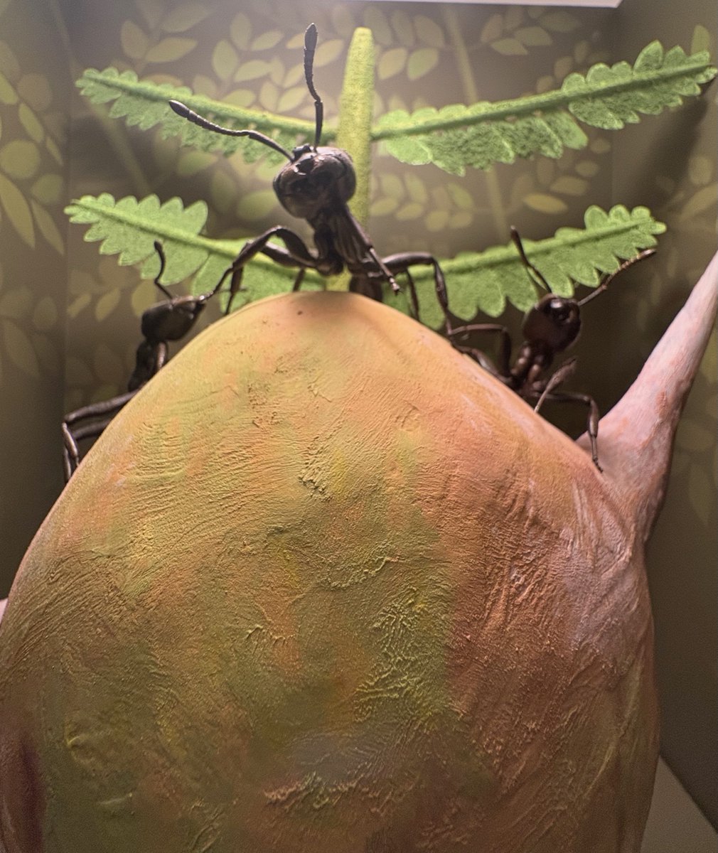 Daniel Ksepka tweet media