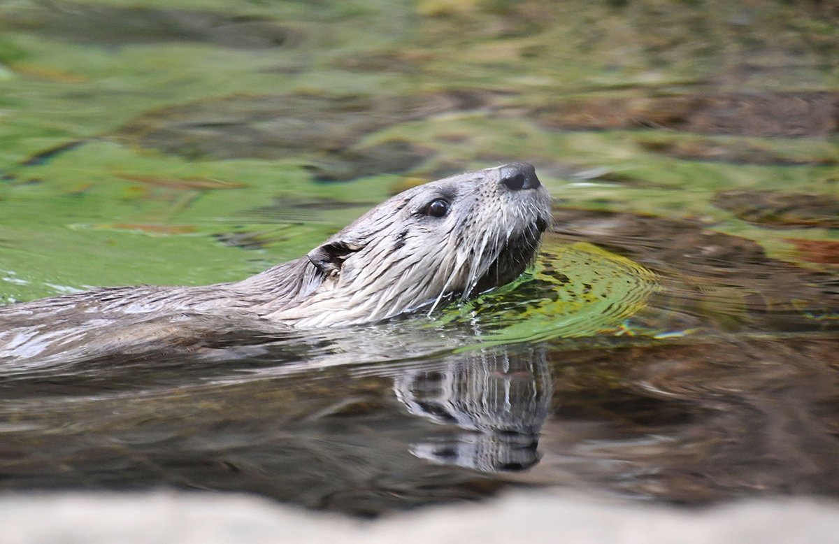 marylandzoo's tweet image. We had some really impressive photos this month, but these are the snaps you loved the most!

December is our annual Photo of the Year contest, but you can still enter your favorite Zoo pic for the January contest: bit.ly/4oVvUgp ❄️