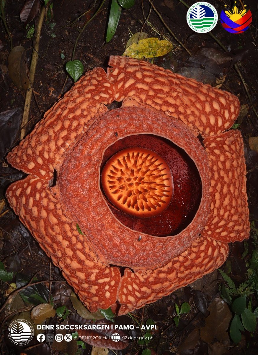 ABSCBNNews's tweet photo. The Protected Area Management Office of the Allah Valley Protected Landscape in South Cotabato has documented another blooming of a critically endangered Rafflesia flower.

The monitoring team said the bloom was an impressive 93 cm wide, making it the biggest one ever seen in the area. (📷: DENR Soccsksargen/FB)