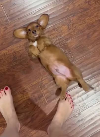 C'mon now! This belly isn't gonna rub itself...