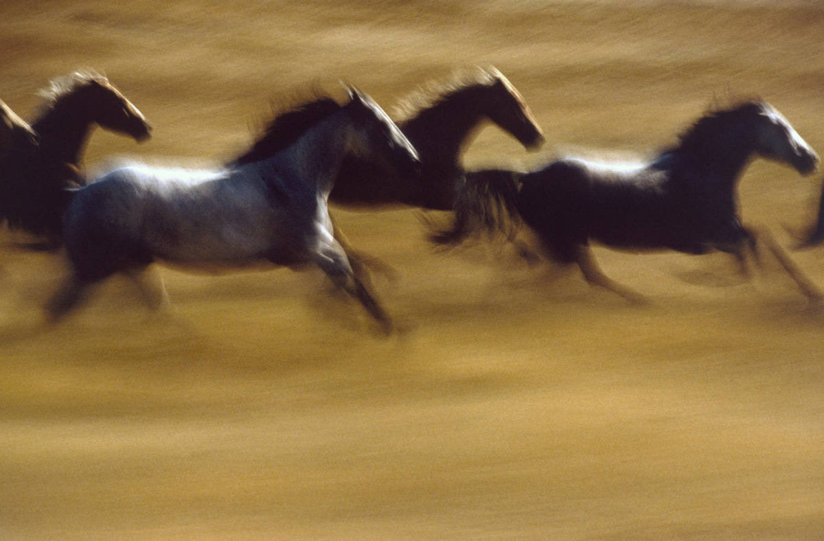 lapislagoons's tweet image. thinking a lot about the upcoming year of the horse