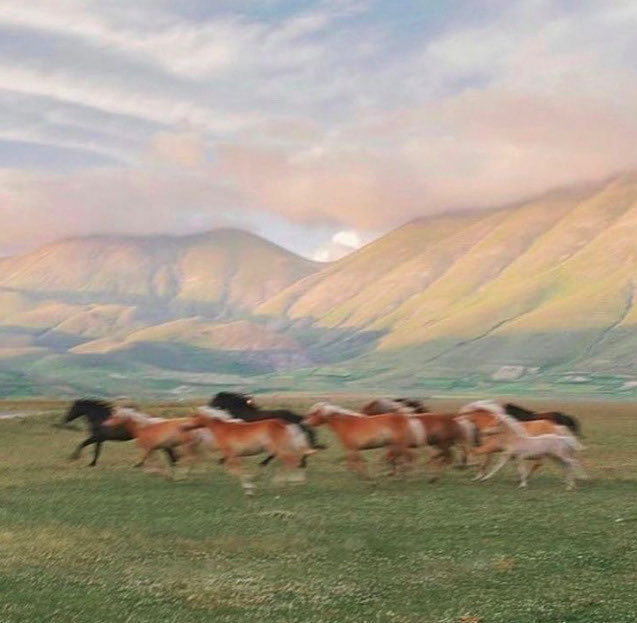 lapislagoons's tweet image. thinking a lot about the upcoming year of the horse