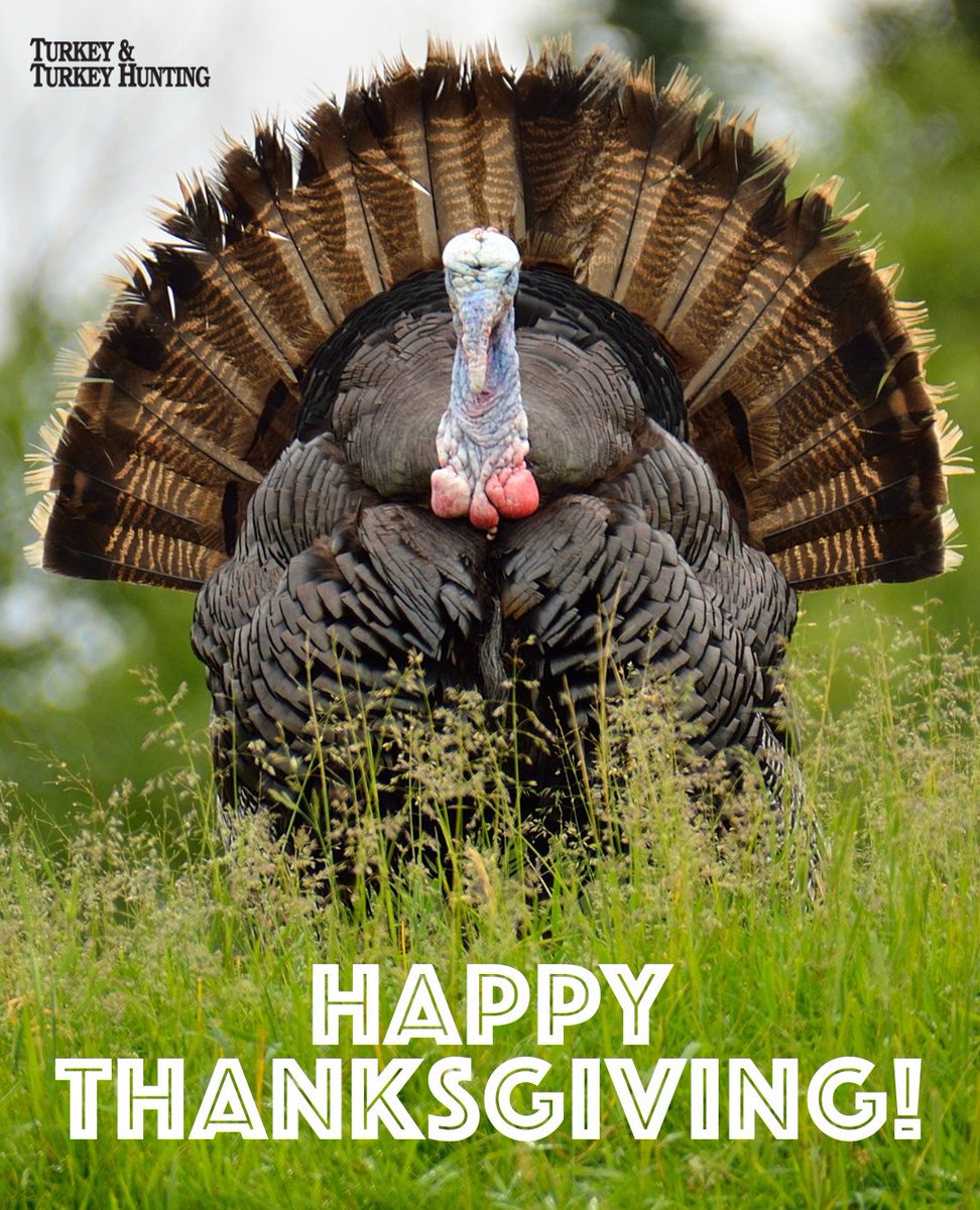 Turkey & Turkey Hunting tweet media