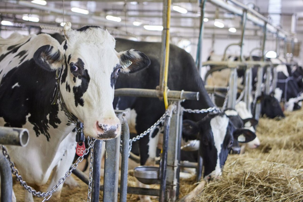 AAC Canada tweet media