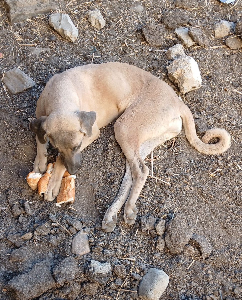 In İslahiye kämpfen viele Hunde täglich ums Überleben. Ihre Rettung hängt von uns ab. Schon ein kleiner Beitrag verändert ihr Leben.

Spendenwege:

Teaming
teaming.net/hilfefurdiestr…

PayPal
Paypal.Me/MiroNu21

GoFundMe
gofund.me/7a4bc0e3a

Danke für eure Unterstützung.
