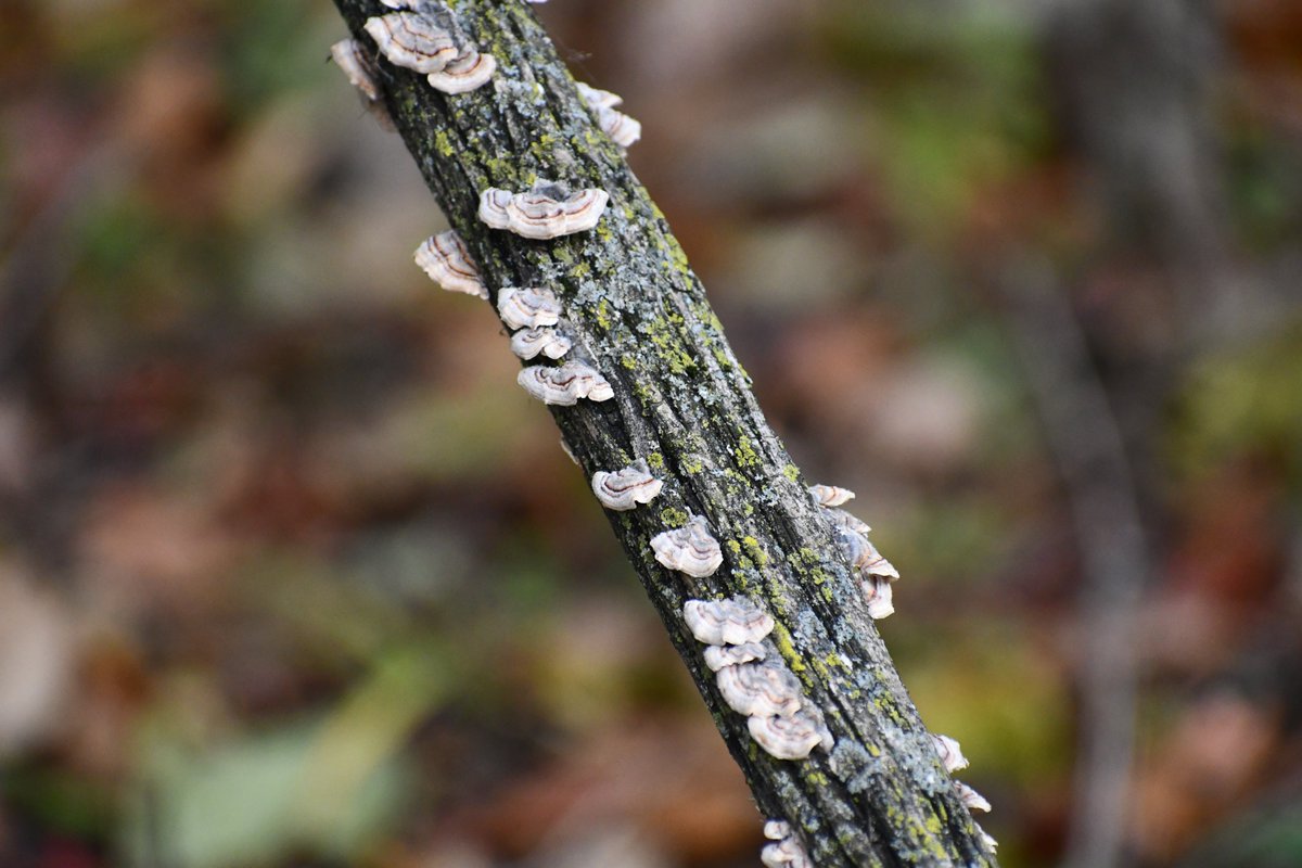 fungus