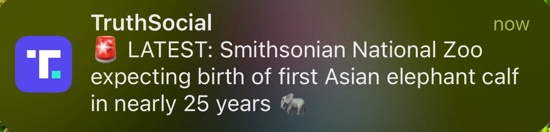 Cute animal meme meta comeback?