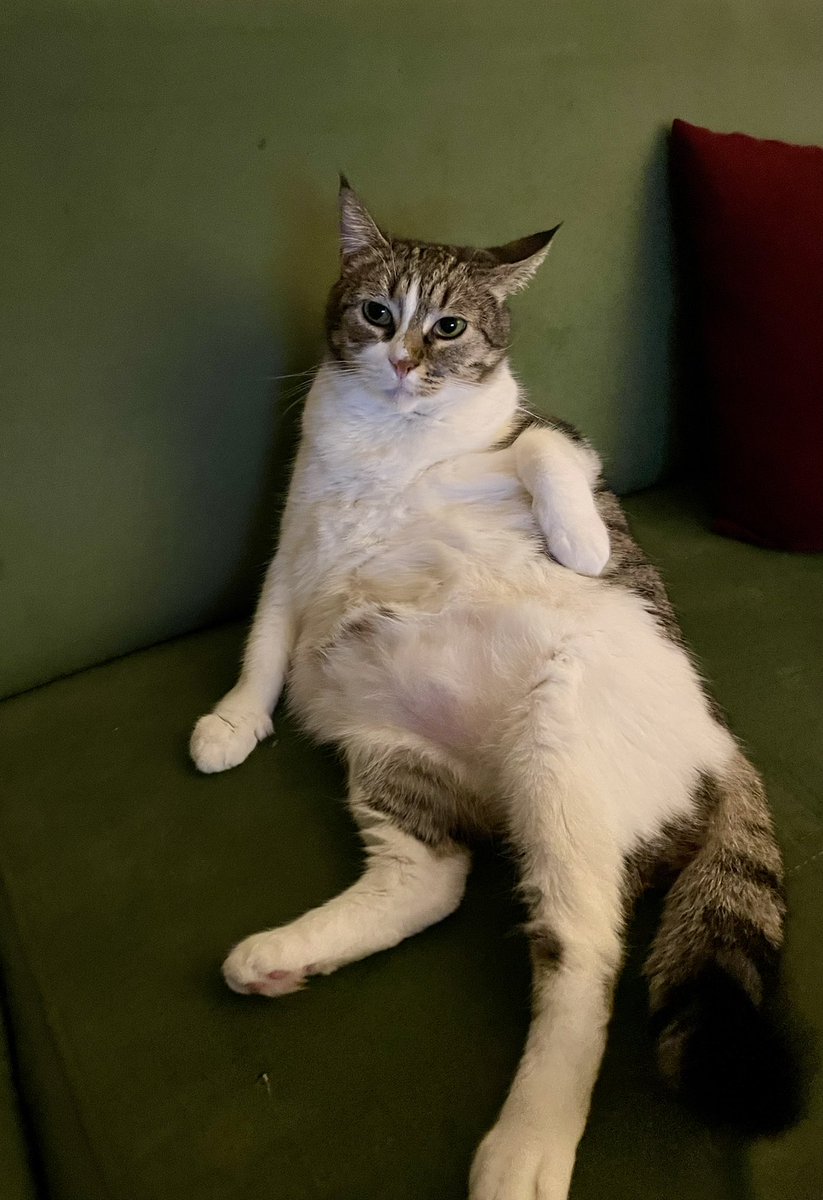 kafanızı yapay zeka videolarından kaldırırsanız gerçek kedi fiziğinin bu olduğunu görürsünüz