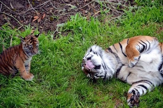 Little tigers cry and look around for comfort