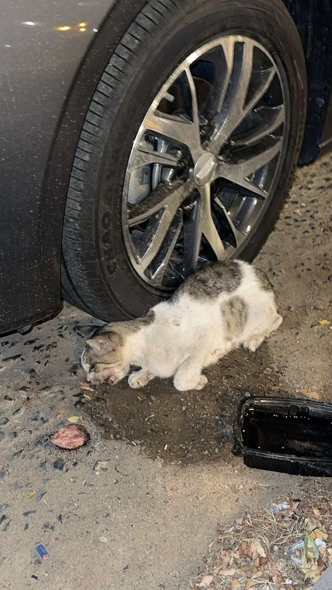 Animal_rescue0's tweet image. #انقاذ #قطط #جده
قطه اندعست بسياره ومرميه تحت كفرات سياره تكفون الحقوا عليها القطه تنازع 💔😭
والعامل قال ان عندها كتن 
ارجوكم الحقوا عليها قبل ما تموت 
جده 
حي النخيل 
0559968245