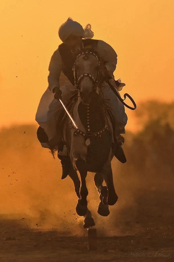 aladb_2020's tweet image. وَالخَيلُ عَالِمةٌ مَا فَوقَ أظهُرِها
 مِن الرّجالِ جَبانٌ كانَ أو بَطَلٌ!