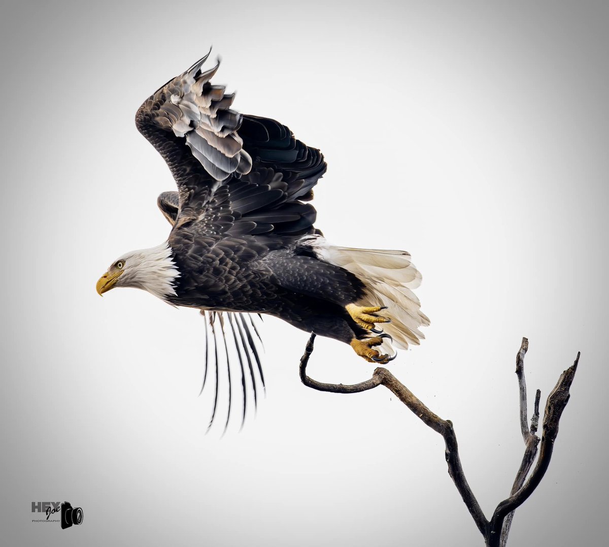 Bald eagle.
(Photo courtesy of Joe Viola)
#birds #eagles #NaturePhotography #wildlife #nature
