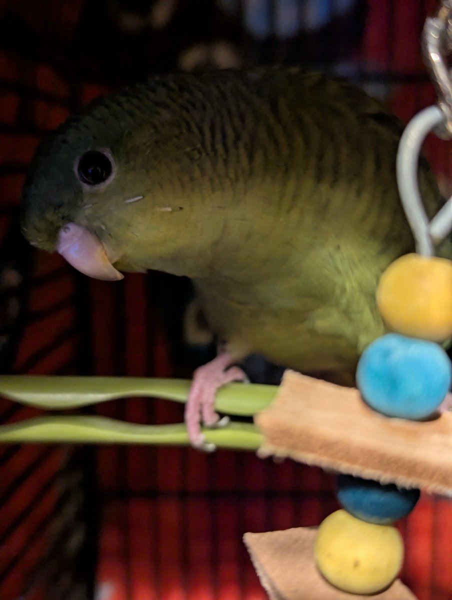 NovA1990's tweet photo. My little Pixel 🥰

#LineolatedParakeet https://t.co/48hfC4fG8W