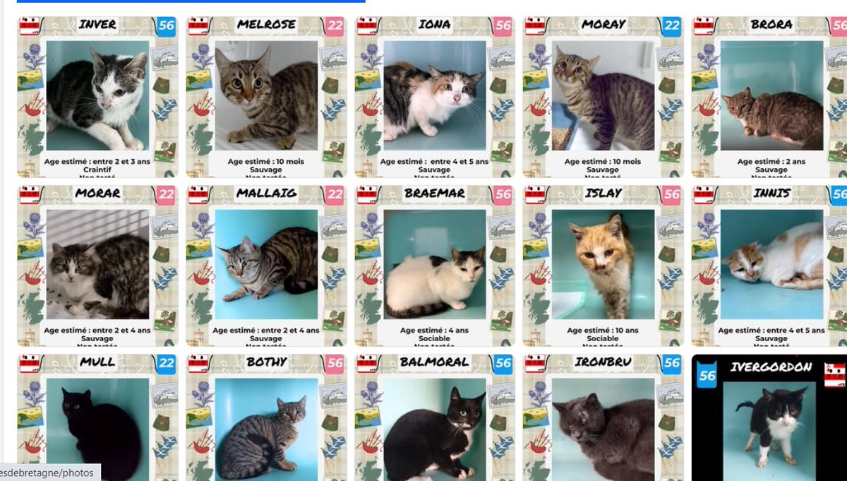 Tous ces loulous sont dans des fourrières en Bretagne, 
Ils sont à adopter pour les en faire sortir.
mais il faut venir les chercher en BZH
Renseignements à :
facebook.com/urgencesfourri…